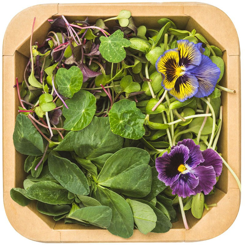 Салатен Микро Микс с Репички от Ферма Microgreens Bulgaria